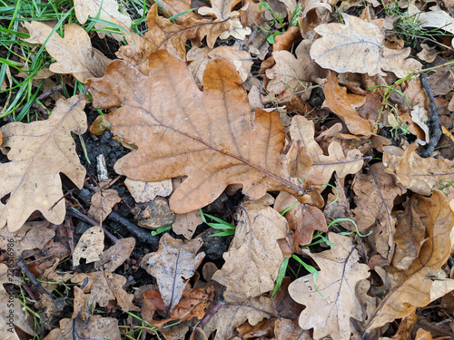 Red brown autumn oak leaves in the ground in the park