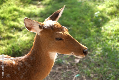 Deer is a beautiful terrestrial animal.