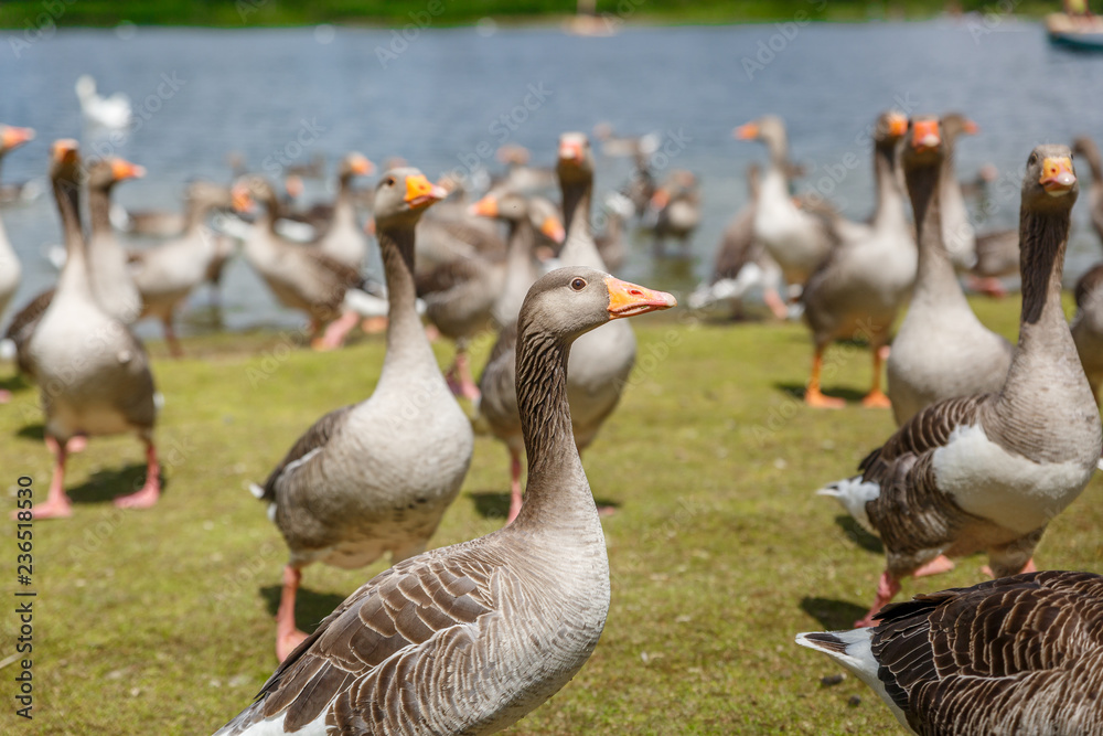 Group of ducks walking all together on the lawn Group of ducks walking all together on the lawn