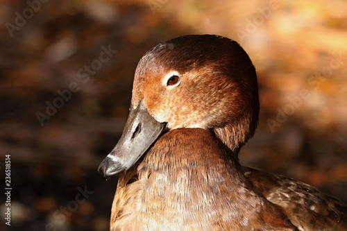 merican red head is american waterfowl,diving duck photo