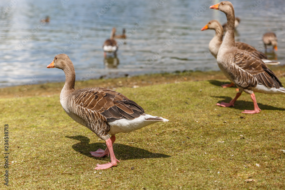 A small group of gray ducks walk towards the edge of a river A small group of gray ducks walk towards the edge of a river