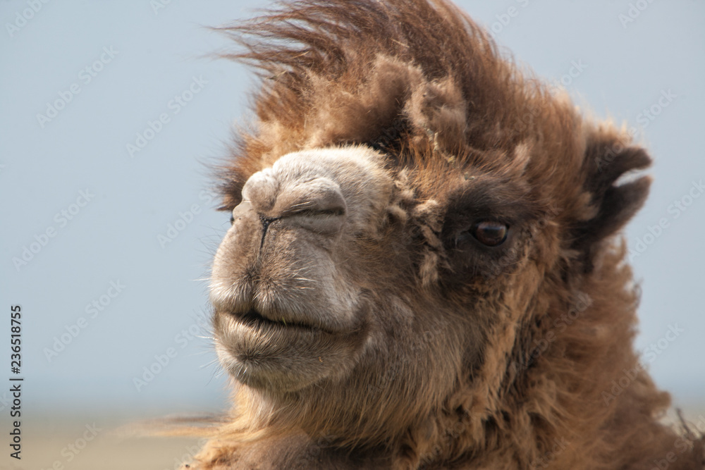 Fototapeta premium portrait of camel