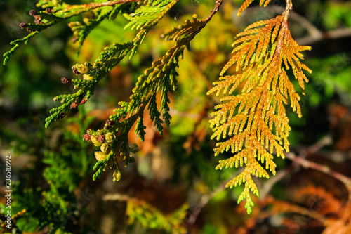 Cedar Buds and Boughs in Autumn