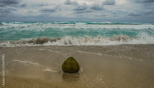 The coconut fruit lies on the sand and is washed by the ocean photo