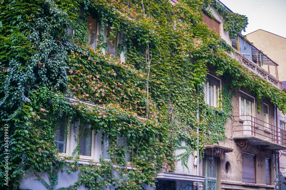 Old buildings covered in ivy in downtown Bucharest, Romania
