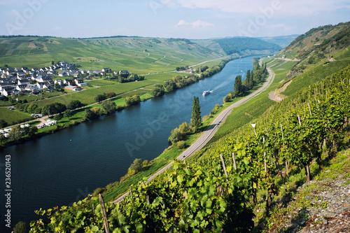 Vineyards of the Moselle Valley in Germany photo