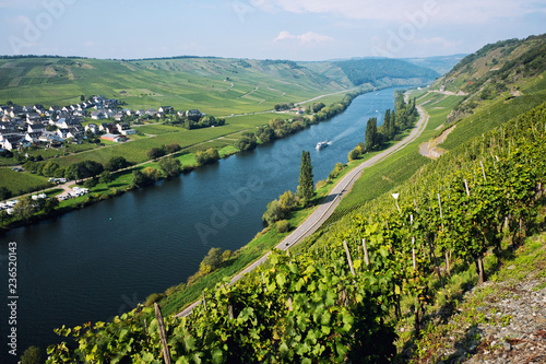 Vineyards of the Moselle Valley in Germany