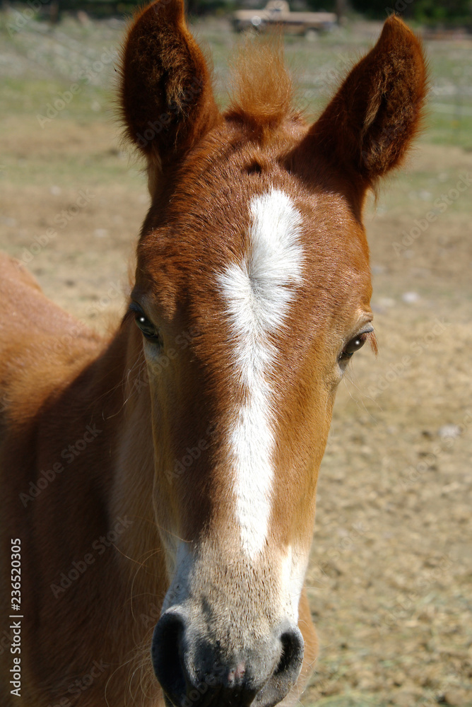 Tennessee Walking Horse Tennessee Walking Horse