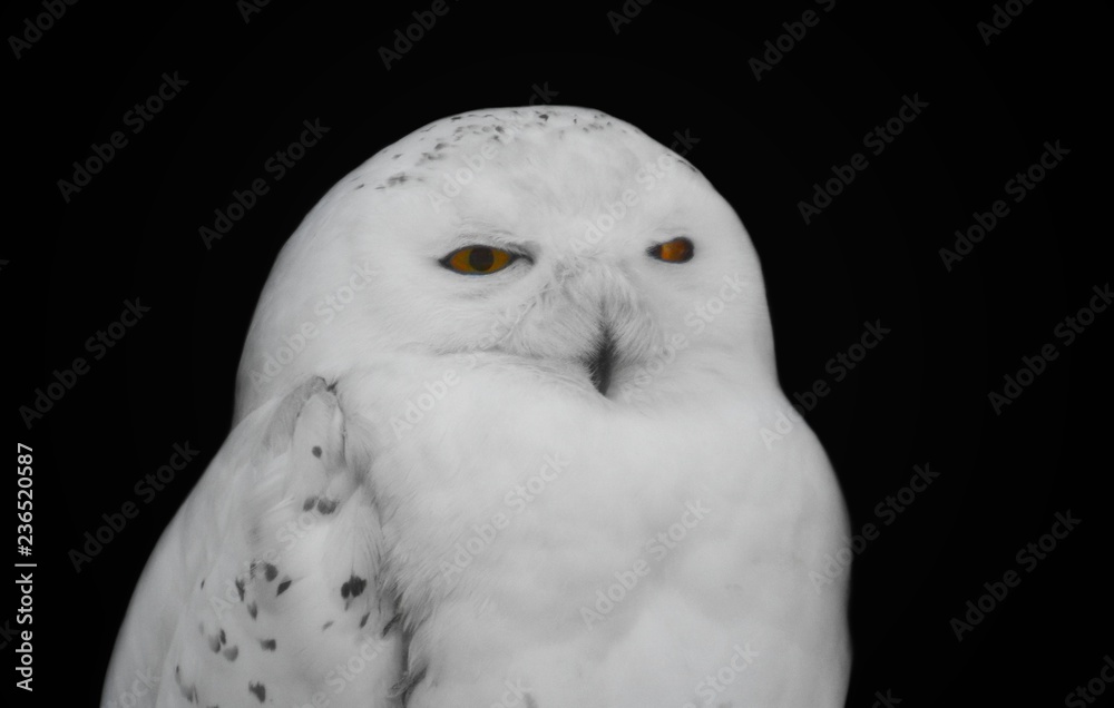 Fototapeta premium Portrait of a night bird of prey in with yellow eyes. Scattered white owl with bright eyes