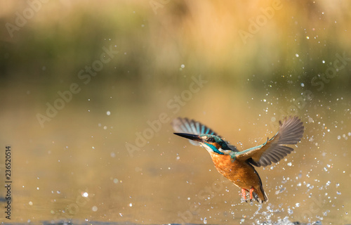 Kingfisher coming out of the water without any capture  photo