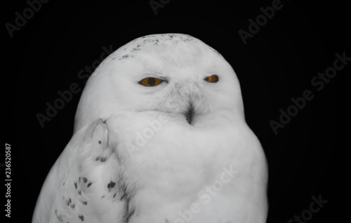 Portrait of a night bird of prey in with yellow eyes. Scattered white owl with bright eyes © Evgeniya Fedorova