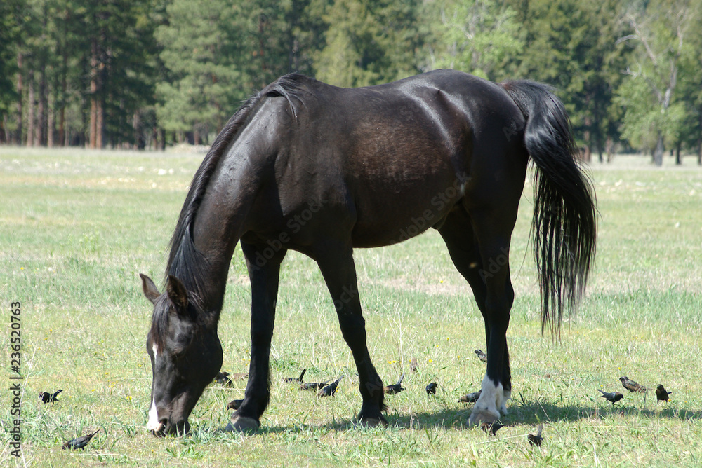 Obraz premium Tennessee Walking Horse