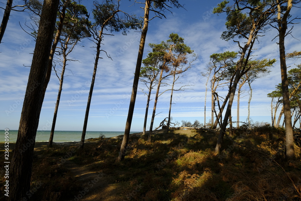 Obraz premium Darßer Weststrand, Nationalpark Vorpommersche Boddenlandschaft, Mecklenburg Vorpommern, Deutschland