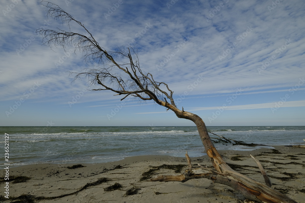 Darßer Weststrand, Nationalpark Vorpommersche Boddenlandschaft, Mecklenburg Vorpommern, Deutschland