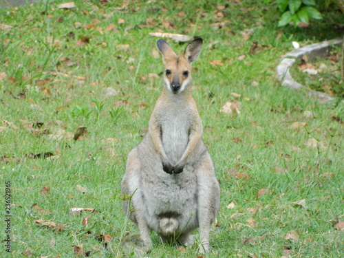 Close up of an Australian Kangaroo