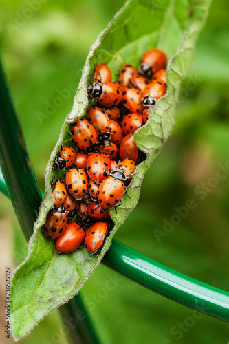 ladybugs huddled on tomato leaf