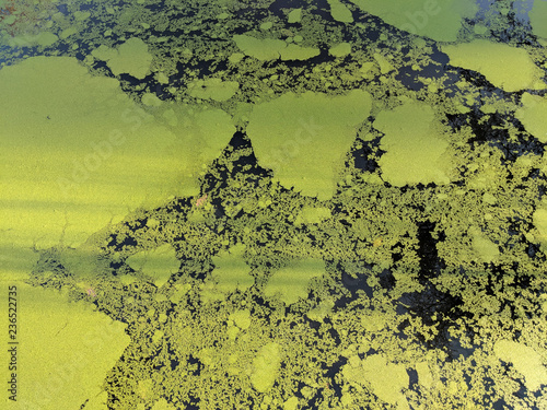 Lake with fresh green duckweed floating on it in the morning sunlight photo