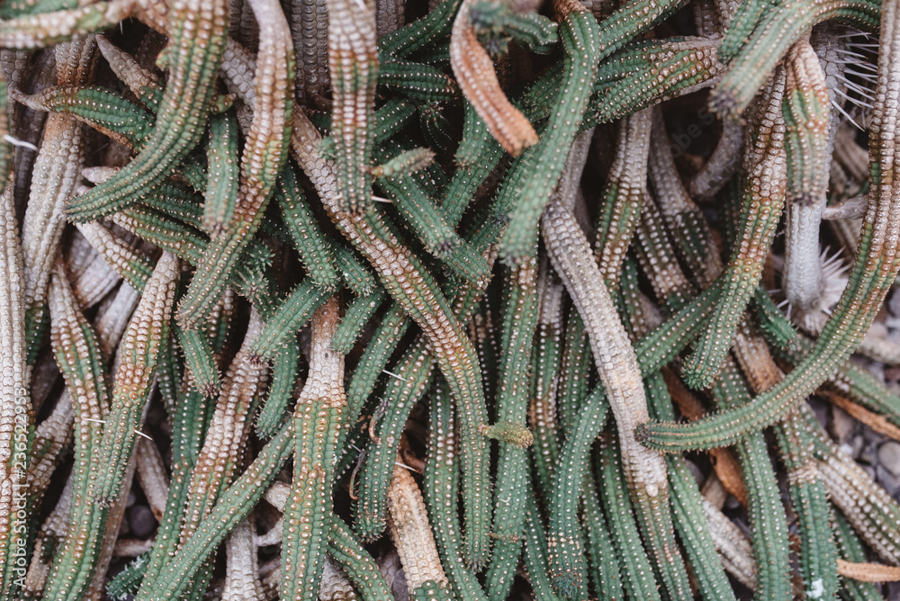 Succulent plants growing in a Botanical in a Botanical Greenhouse Succulent plants growing in a Botanical in a Botanical Greenhouse