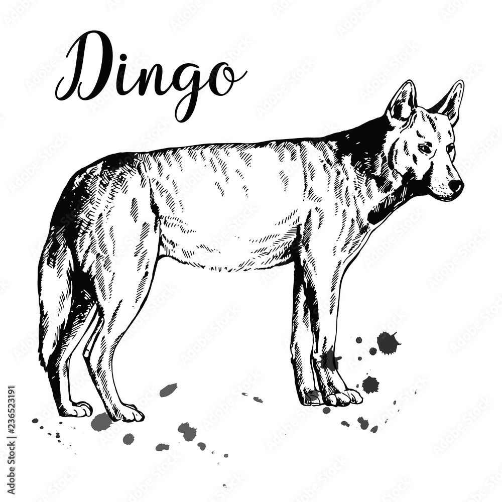 Hand drawn sketch style dingo dog isolated on white background. Vector illustration.