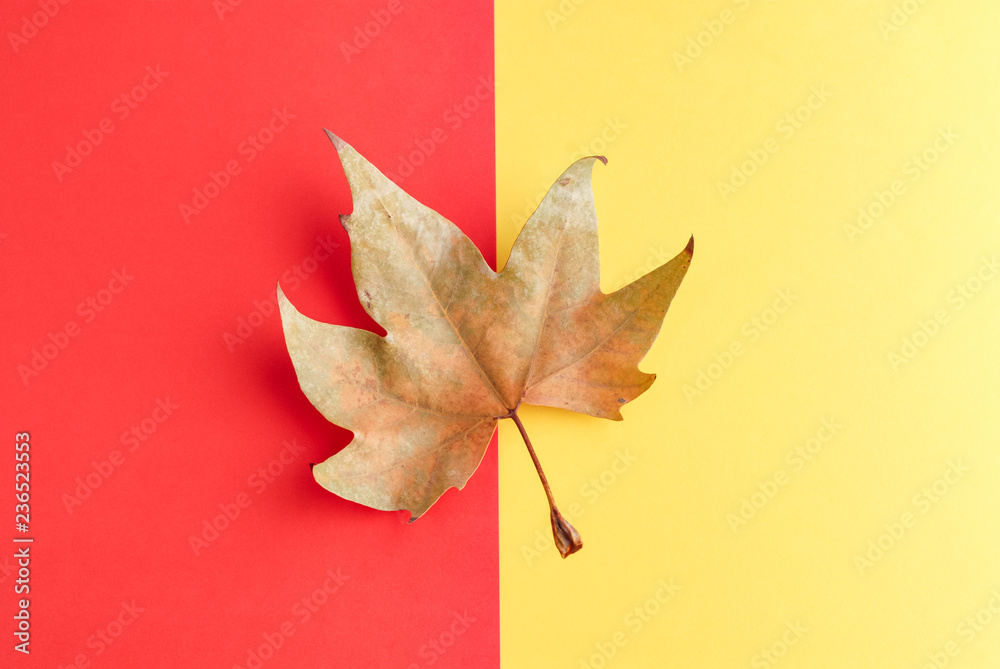 Autumn leaf on red and yellow. Red and yellow background. Dead maple leaf.
