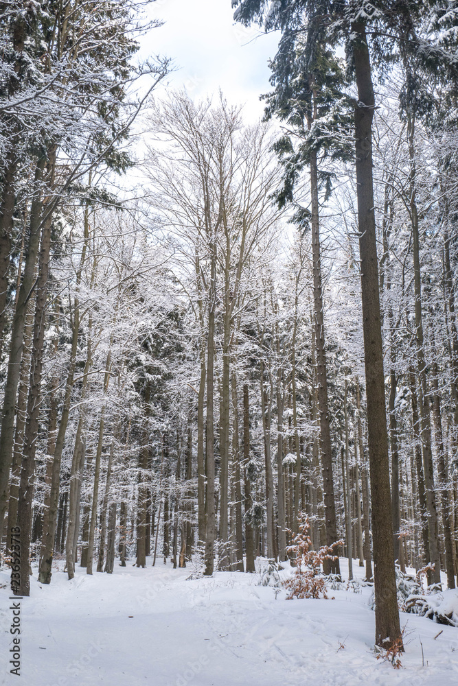Beautiful Winter Forest Lanscape Beautiful Winter Forest Lanscape