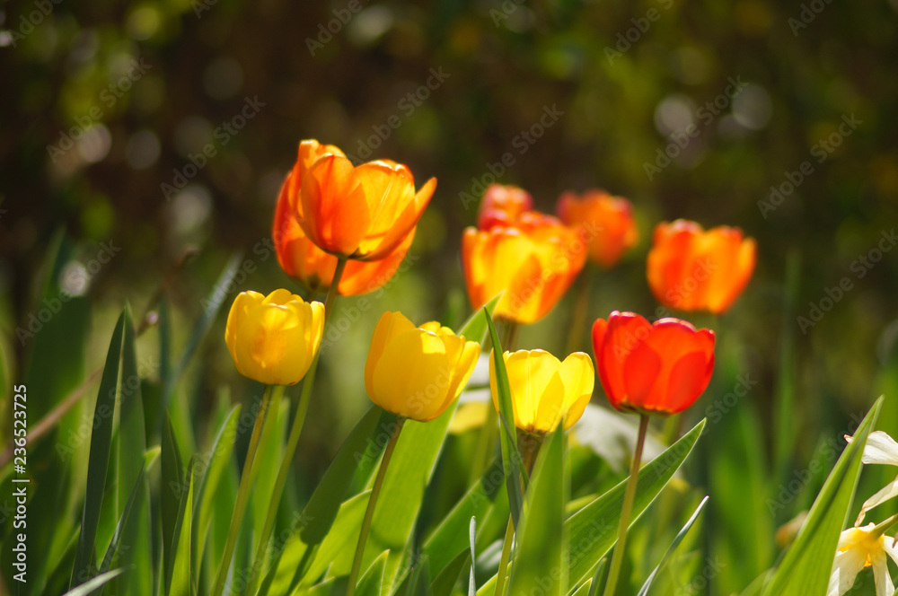 Tulipes colorées