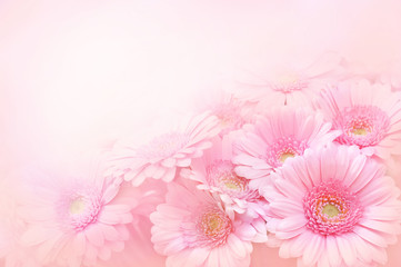 Handdoek met foto Gerbera Bloeiende gerbera op roze ondergrond  © ulada