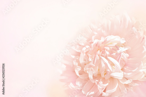 Summer blossoming delicate aster, blooming chrysanthemum flowers festive background, pastel and soft bouquet floral card
