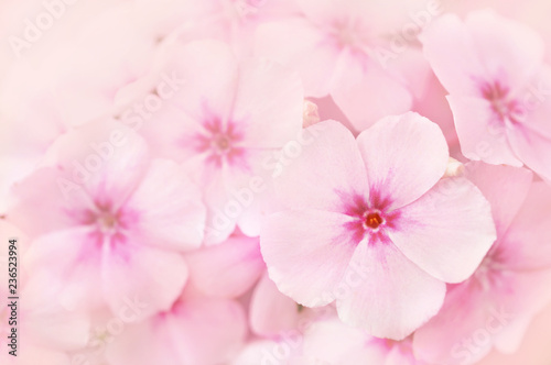 Spring blossom or summer blossoming phlox, toned, bokeh flower background, pastel and soft floral card