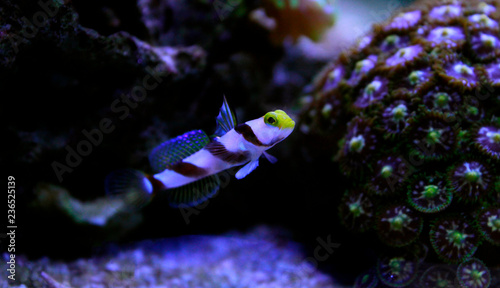 Long fin goby fish in reef aquarium photo