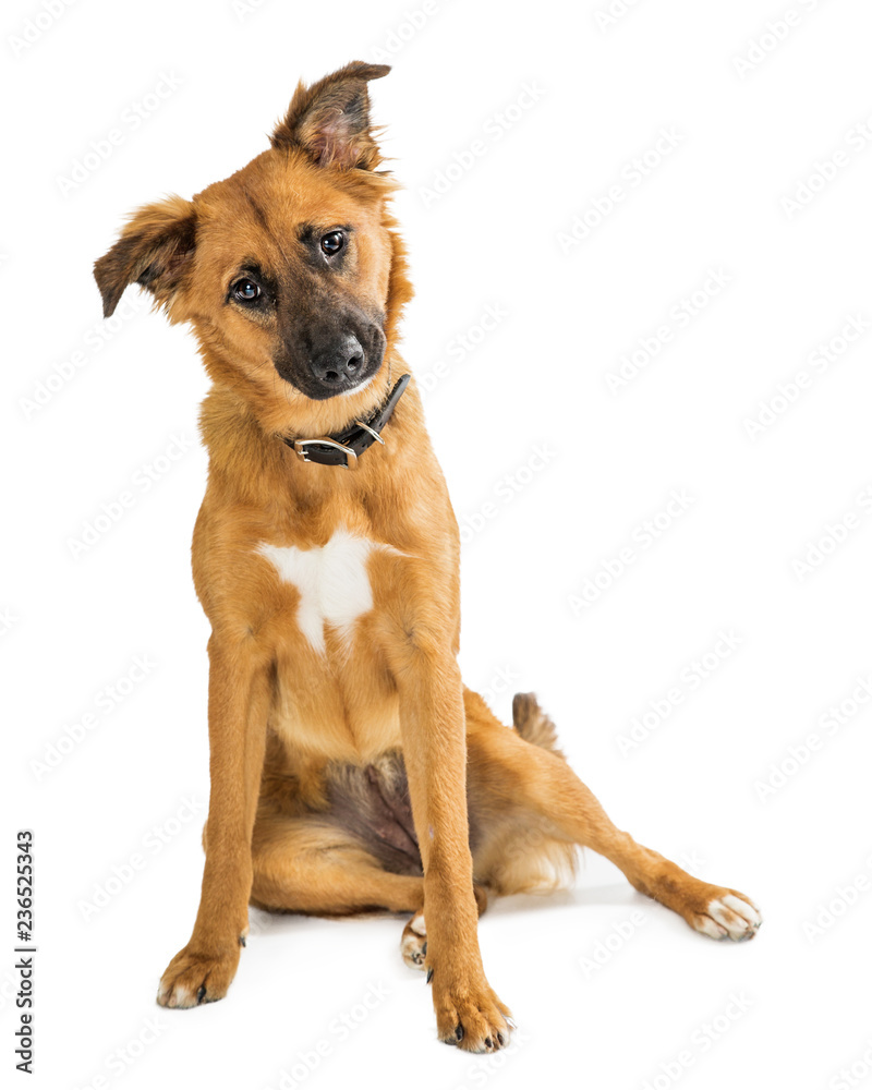 Cute Brown Dog Sitting Tilting Head Cute Brown Dog Sitting Tilting Head