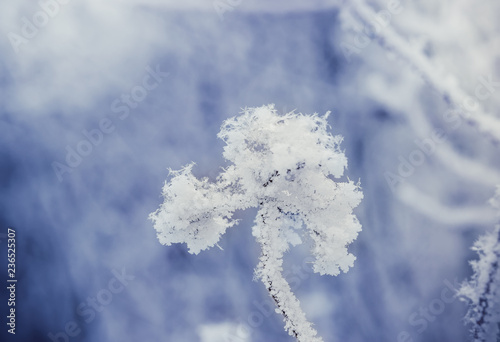 Puzyreplodnik kalinolistny, Physocarpus opulifolius photo