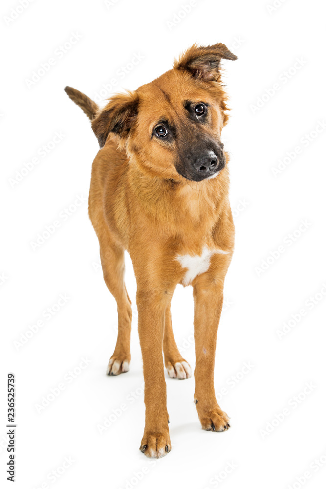 Cute Curious Brown Dog Tilting Head