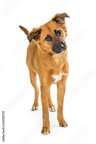 Cute Curious Brown Dog Tilting Head