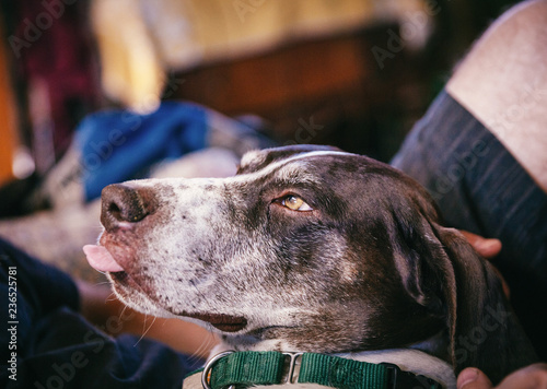 German Shorthaired Pointer Dog Relaxing with Man