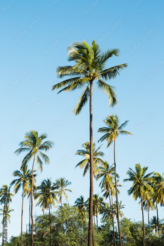 Palm trees and clear blue sky Palm trees and clear blue sky