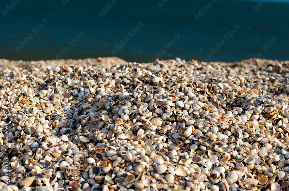 stones on the beach. shellfish on the seashore. sea coast. scallop shells stones on the beach. shellfish on the seashore. sea coast. scallop shells