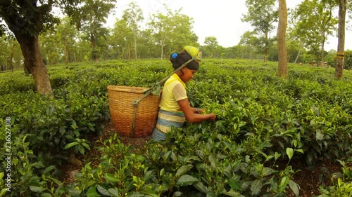 Wicker basket fixed on head of indian girl tea picker who collects leaves among plantation