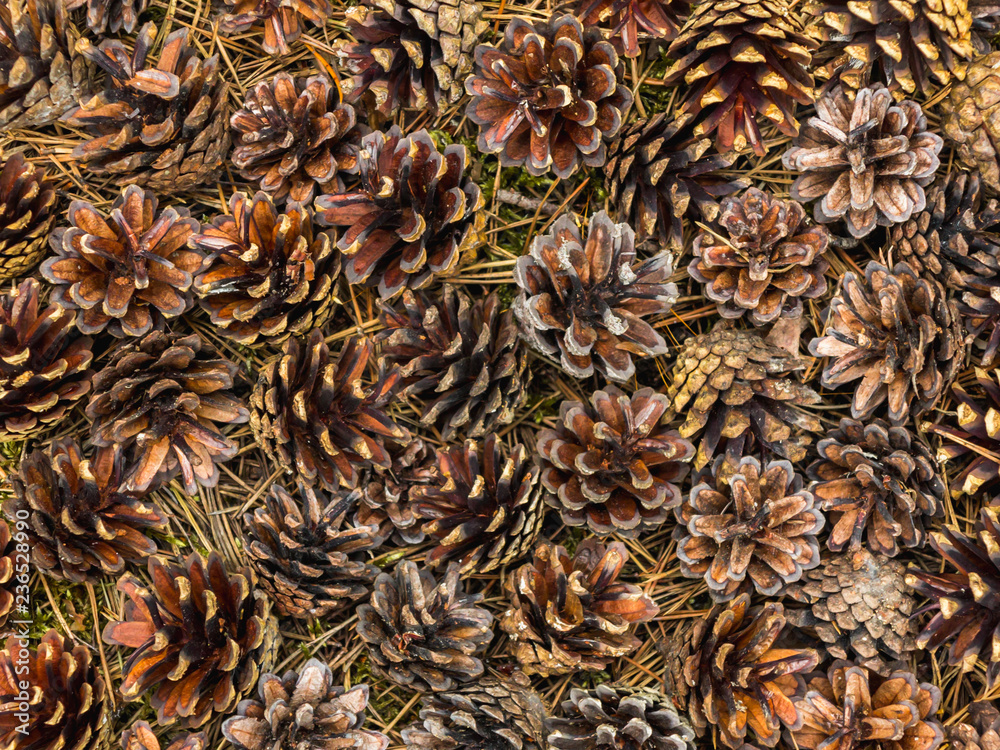 Pine cones and needles, texture, close-up Pine cones and needles, texture, close-up
