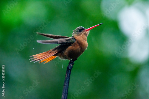 colibrí