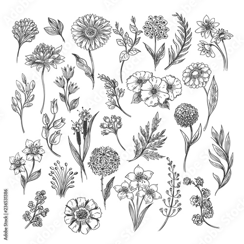 Botanical hand drawn sketch. Vector vintage illustration of floral, leaf and herb set isolated on white background