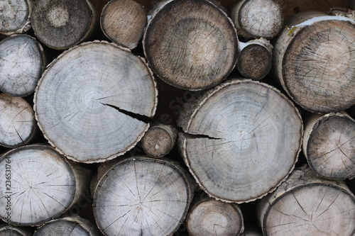 wood cut background. Decoration of cutting tree