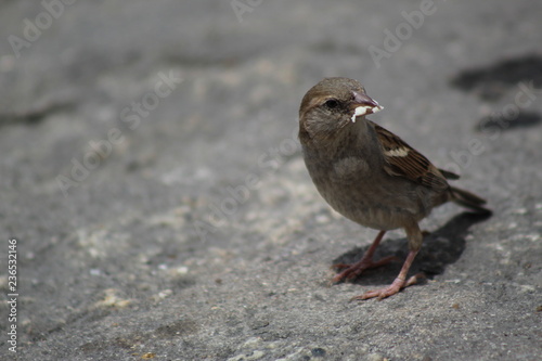 Female sparrow