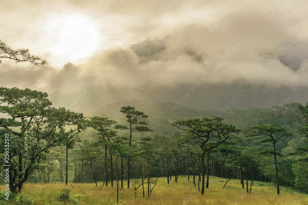 Fototapeta premium Beautiful morning scene in the forest with sun rays and long shadows