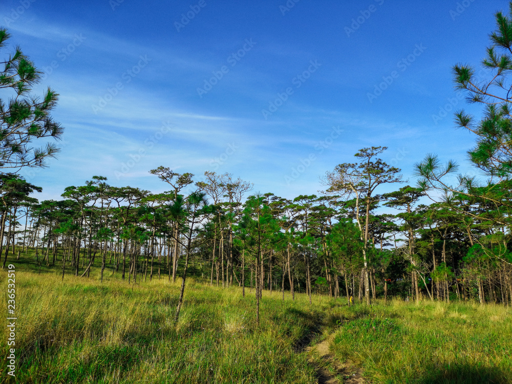 Beautiful morning scene in the forest with sun rays and long shadows