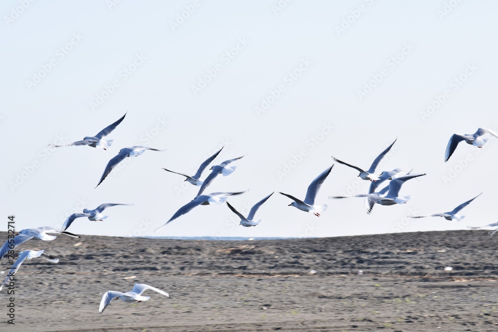 Black-headed gulls flock on the beach