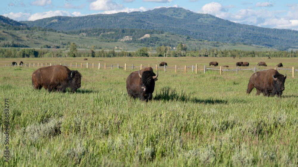 Yellowstone