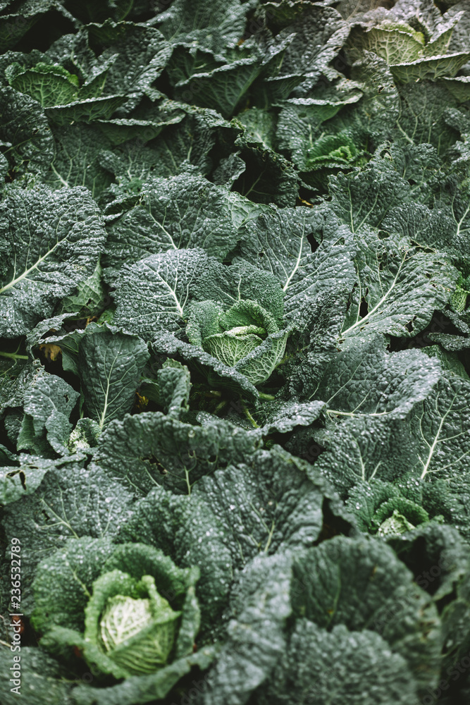 Savoy cabbage after rain Savoy cabbage after rain