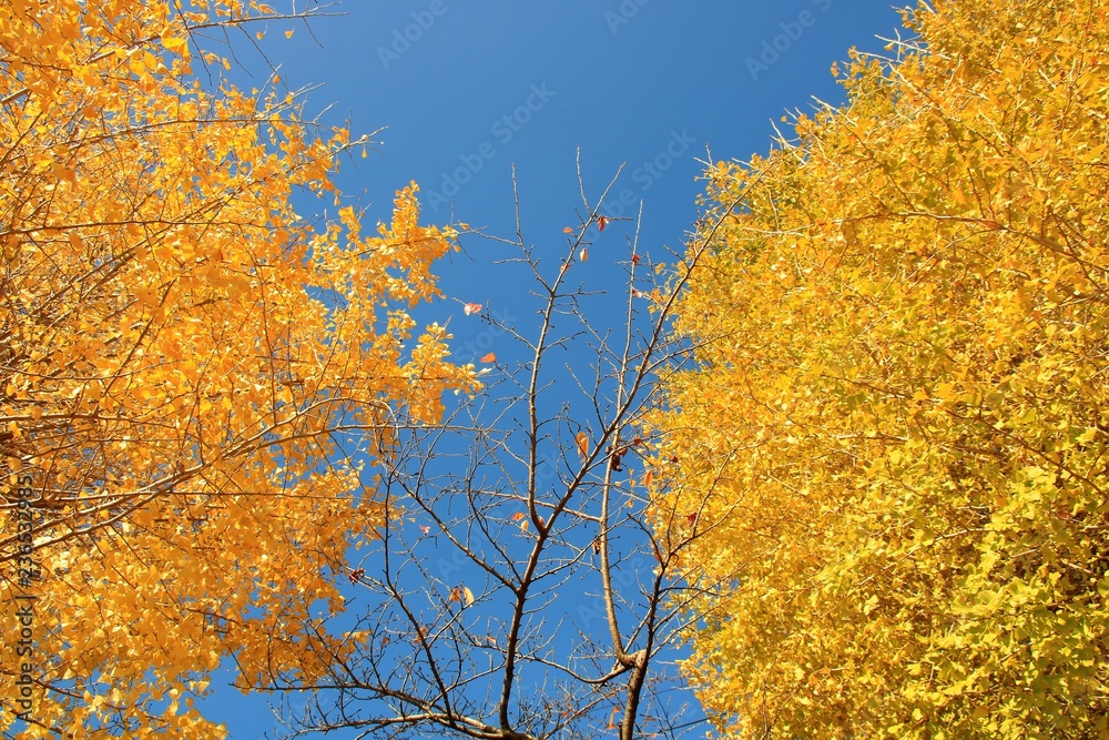 青空と紅葉した樹木 青空と紅葉した樹木