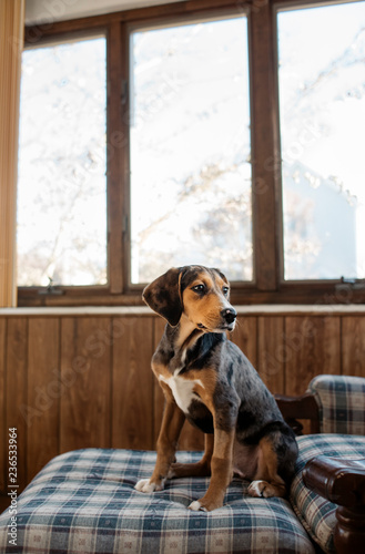 Hound Puppy Dog on Porch Chair photo